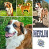 MERLIN * Charakterhund für Charaktermensch