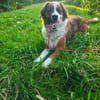 MERLIN * Charakterhund für Charaktermensch