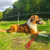 MERLIN * Charakterhund für Charaktermensch