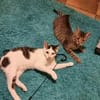 Loki und Cosmo