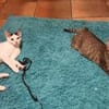 Loki und Cosmo