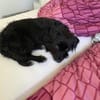 Zauberhafte kleine Annie sucht ein liebevolles Zuhause