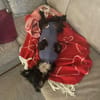 Zauberhafte kleine Annie sucht ein liebevolles Zuhause