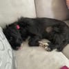Zauberhafte kleine Annie sucht ein liebevolles Zuhause
