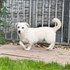 TOTO-zuckersüßer, verspielter Jung-Rüde, 33 cm