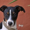 BOGI