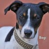 BOGI