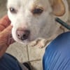Pixie, kleine gemütliche Hündin