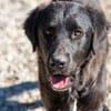 Crumble- Riesenbaby sucht dich