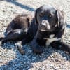 Crumble- Riesenbaby sucht dich