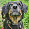 TOOTSIE * Mini Rotti in herzallerliebst