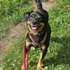 TOOTSIE * Mini Rotti in herzallerliebst