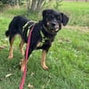 TOOTSIE * Mini Rotti in herzallerliebst