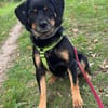TOOTSIE * Mini Rotti in herzallerliebst