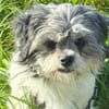 EVCHEN * winzig, lieb aber unsicher, braucht Ersthund