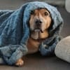 Rüde Tobi  Langschläfer, Schnüffelnase, Einzelgänger mit He