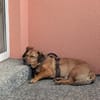 Rüde Tobi  Langschläfer, Schnüffelnase, Einzelgänger mit He