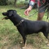 Barsik sucht ein Zuhause