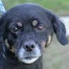 Kleiner Schatz Bella sucht ein Zuhause