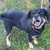 Kleiner Schatz Bella sucht ein Zuhause