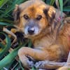 Duke, im besten Alter, braucht eine Fürimmerfamilie