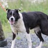 Danty - sehr zutraulich u. lieb
