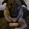 Zuhause gesucht für Kayla