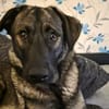 Zuhause gesucht für Kayla