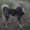Zuhause gesucht für Kayla