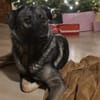 Zuhause gesucht für Kayla