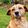Unsere treue Seele Sofia sucht ein neues Kuschelkörbchen