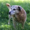 Zuhause/Lebensplatz für Seniorin BUNI (Tierschutz) gesucht!