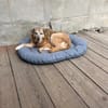 Zuhause/Lebensplatz für Seniorin BUNI (Tierschutz) gesucht!