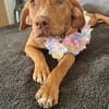 Rosa, aktiv und lieb
