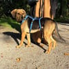 Rowen - ein toller Kerl auf der Suche nach seinem Für-immer-
