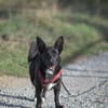 Toffee - kleiner Herzensbrecher sucht sein Glück