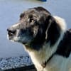 Samson - ein sanfter Riese