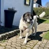 Samson - ein sanfter Riese