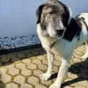 Samson - ein sanfter Riese