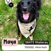 Fröhliche MAYA sucht ihre Menschen