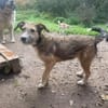 Bella - möchte gerne die Welt entdecken