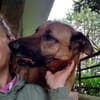 Cholo , Teddybär sucht Liebe