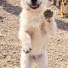 Cooper sucht sein Für-immer-Zuhause (C)