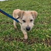 Cooper sucht sein Für-immer-Zuhause (C)