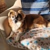 Lilly ideale Gefährtin für ältere Menschen