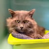 Calvin [FIV+]