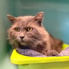Calvin [FIV+]