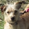 BAXTER (réservé)