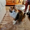 MIMI