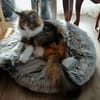 MIMI